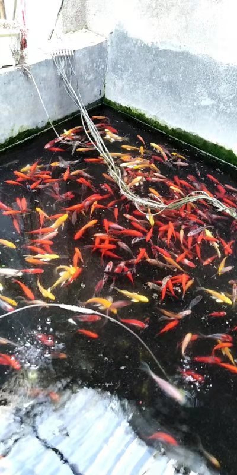 出售优质锦鲤大小规格品种花色齐全价格优惠全国送货上门免费