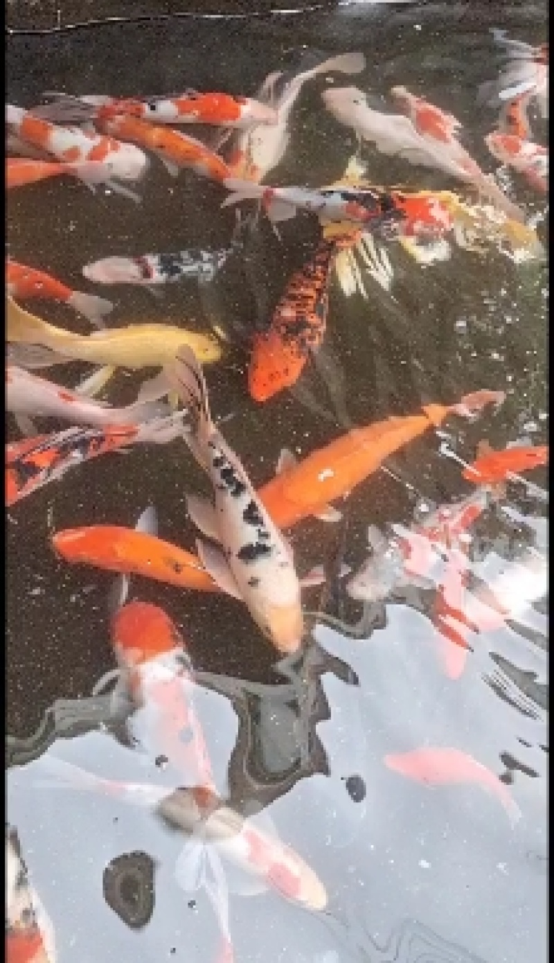 出售优质锦鲤大小规格品种花色齐全价格优惠全国送货上门免费
