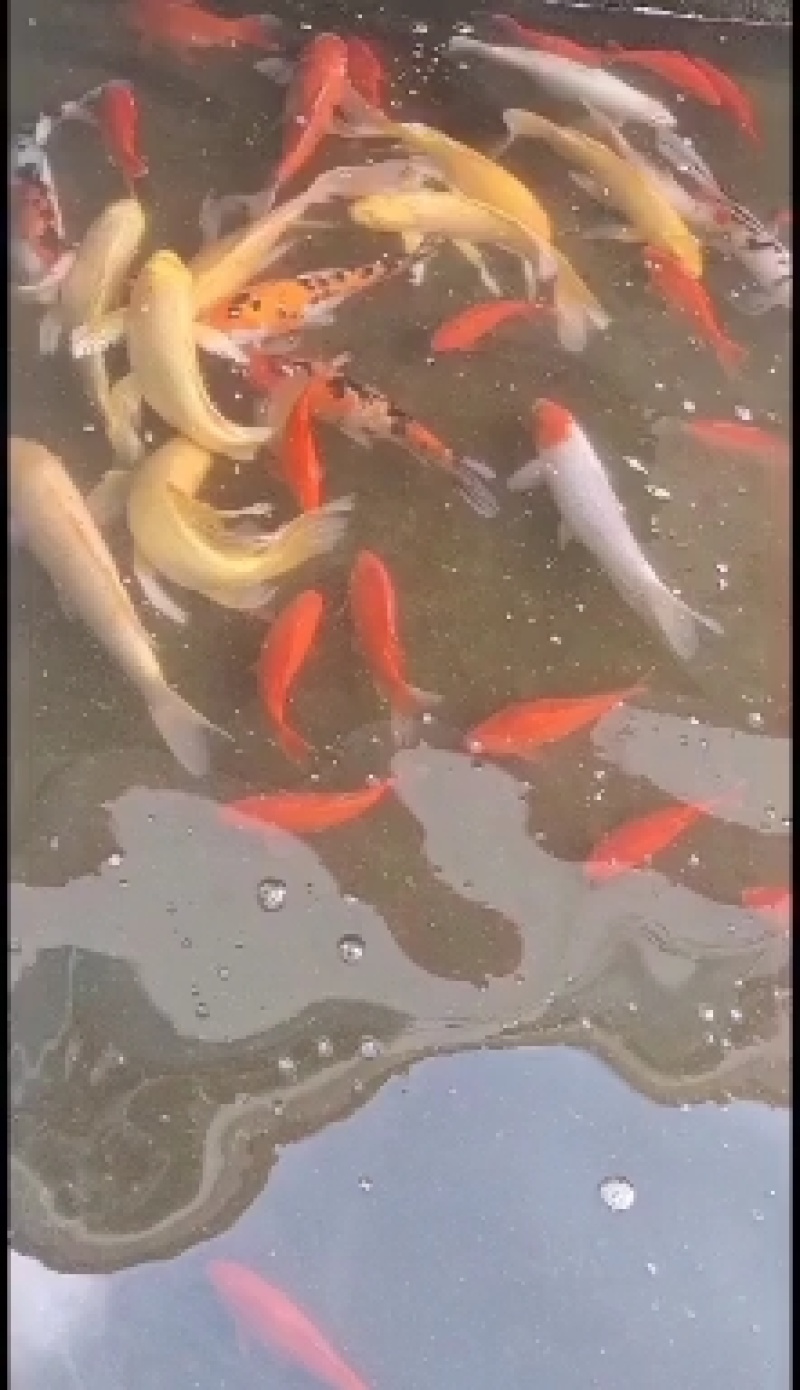 出售优质锦鲤大小规格品种花色齐全价格优惠全国送货上门免费