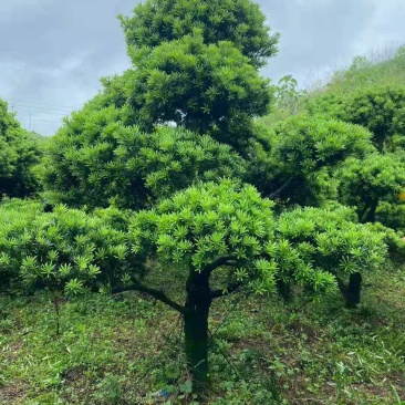 精品造型罗汉松批发出售，园林景观，基地发货