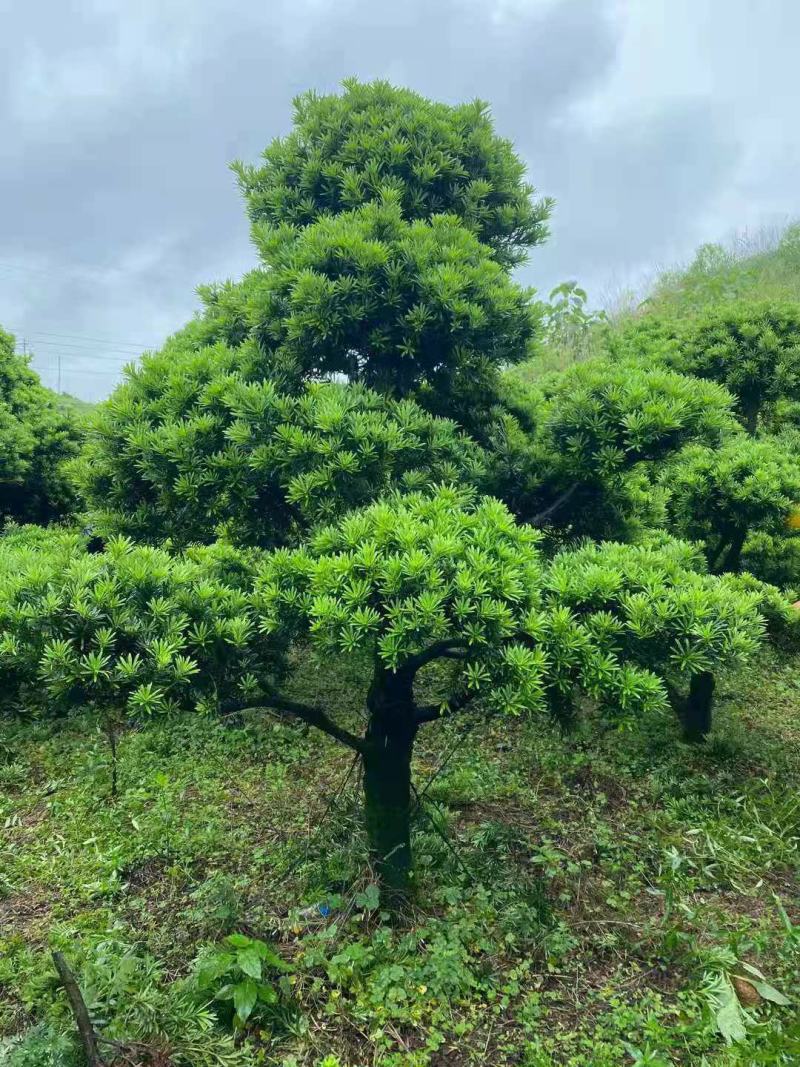 精品造型罗汉松批发出售，园林景观，基地发货