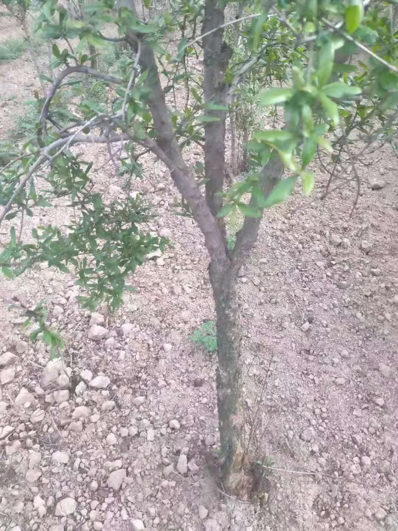 柿子树/绿化苗木/乔灌木/柿树/柿子林木