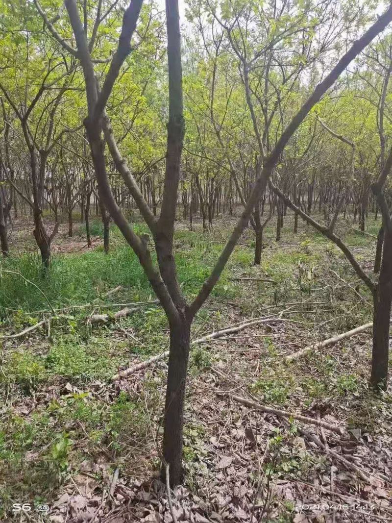 柿子树/绿化苗木/乔灌木/柿树/柿子林木