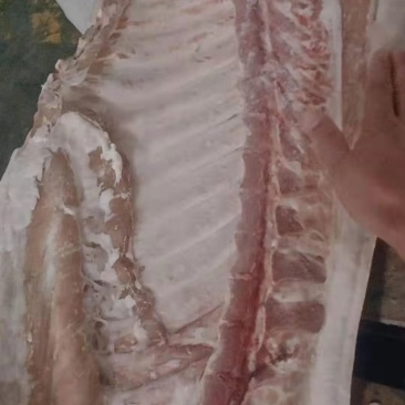 肥猪白条，手续齐全