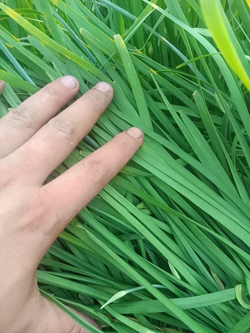 韭菜