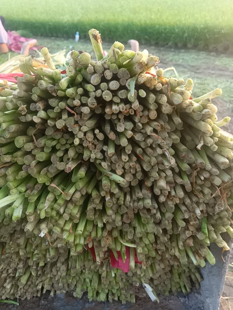韭菜