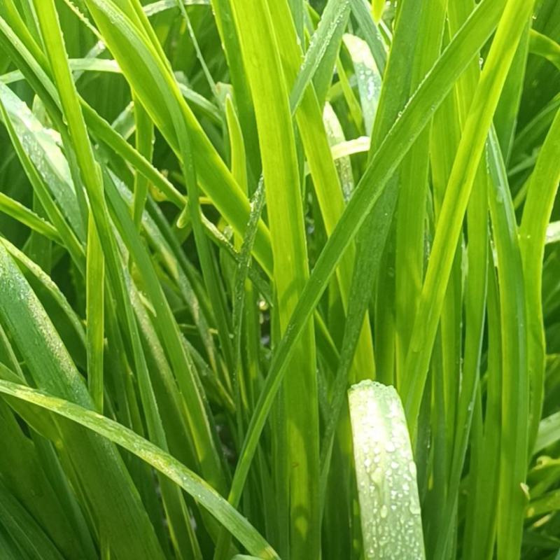韭菜