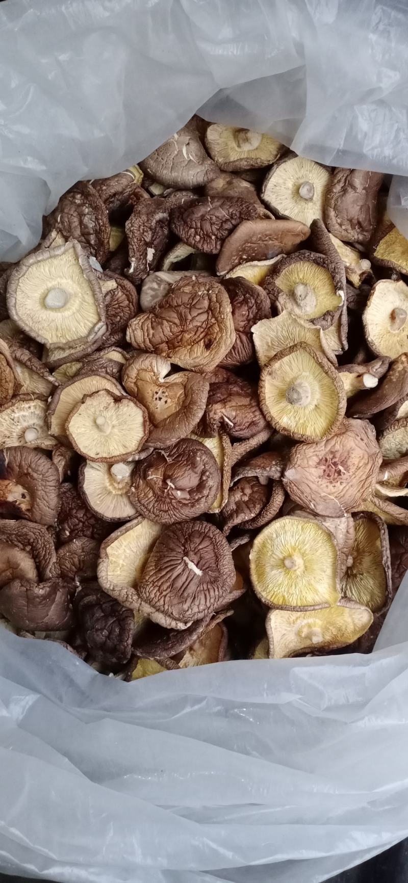 大片菜菇小薄菇碎片香菇餐饮包子饺子馅料食材干净无杂无菇脚