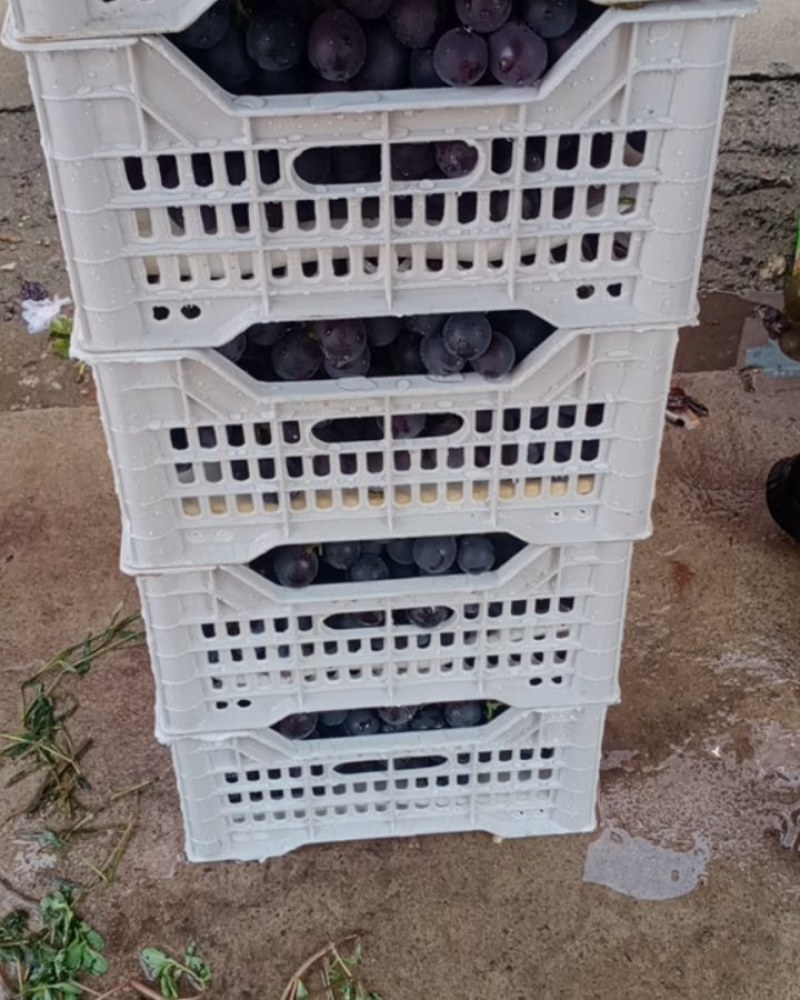 葡萄降价了大棚藤稔葡萄基地直发