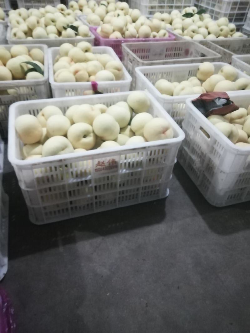 绿化九号白桃