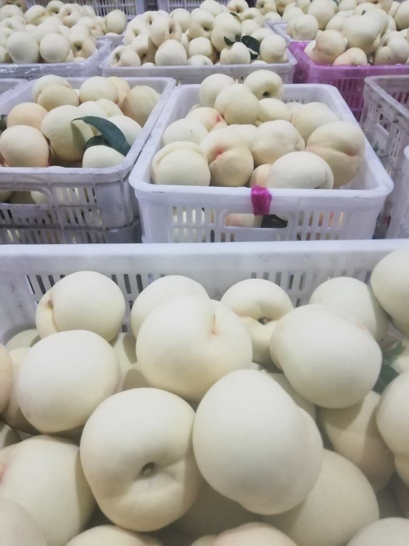 绿化九号白桃