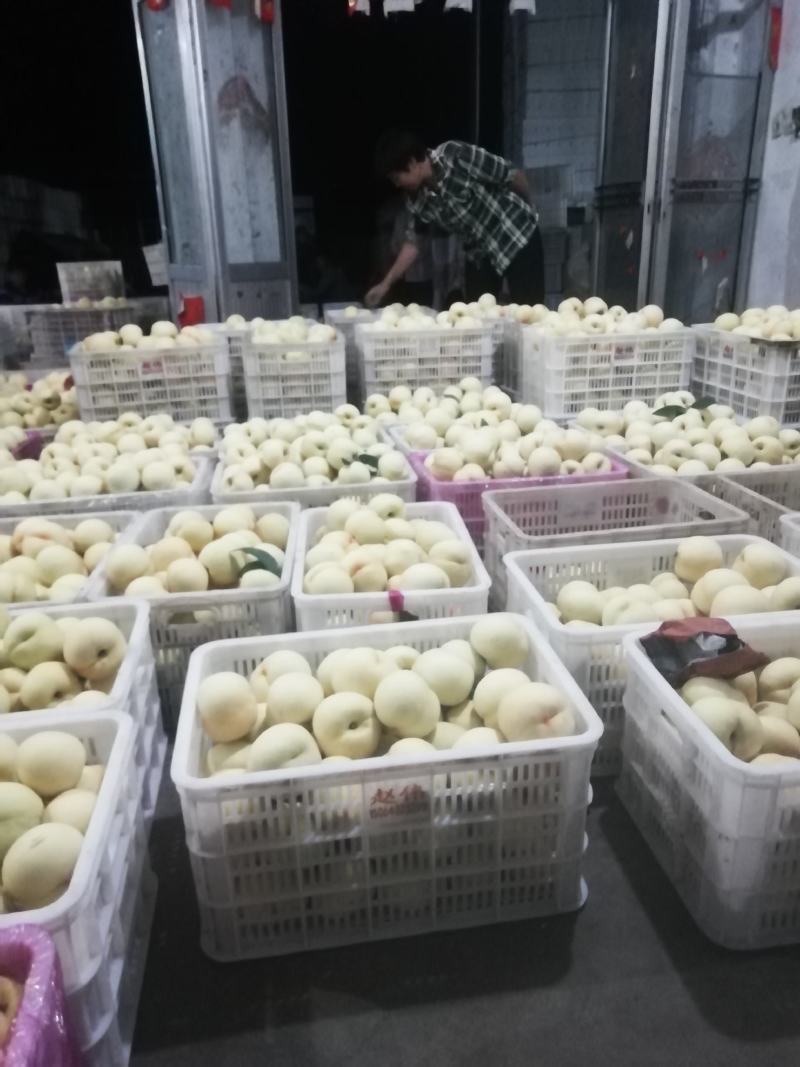 绿化九号白桃