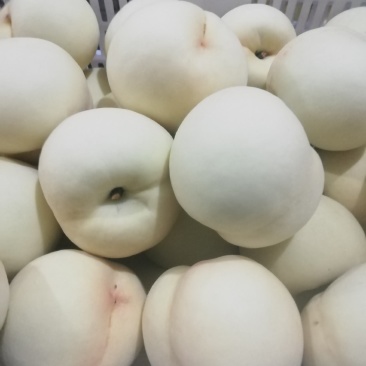 绿化九号白桃