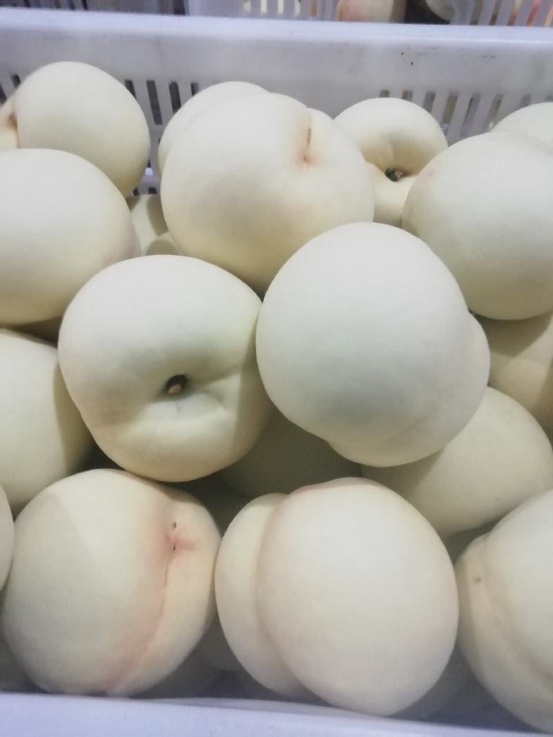 绿化九号白桃