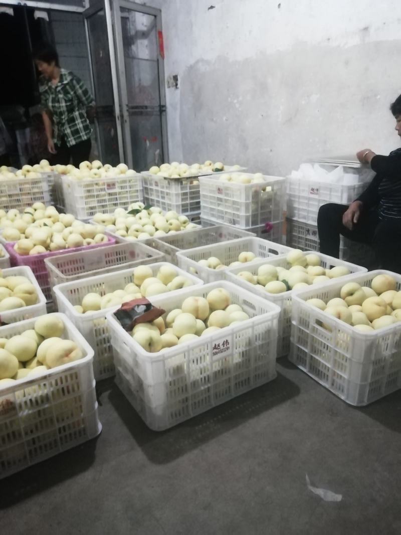 绿化九号白桃