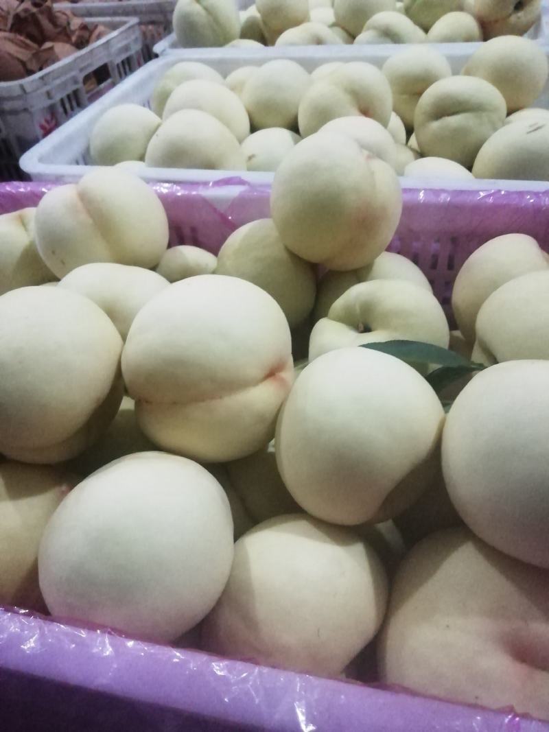 绿化九号白桃