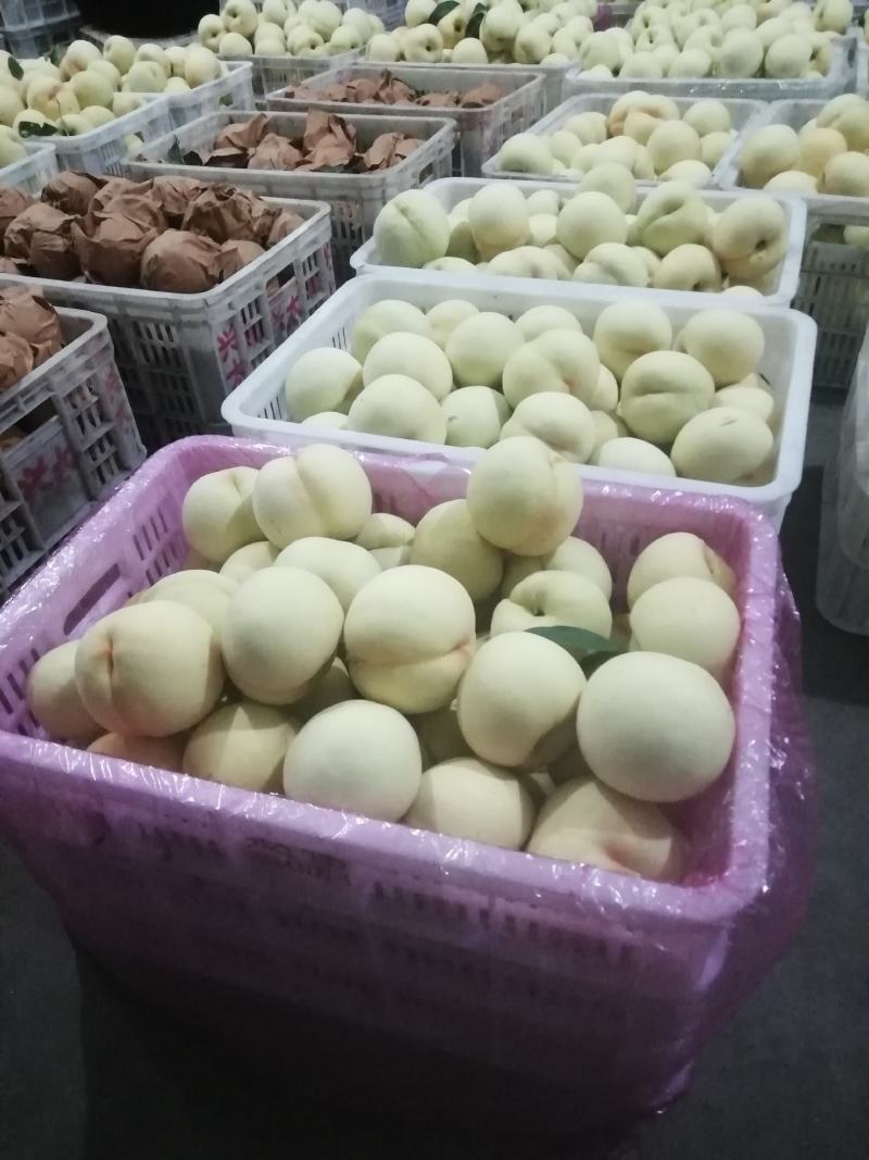 绿化九号白桃