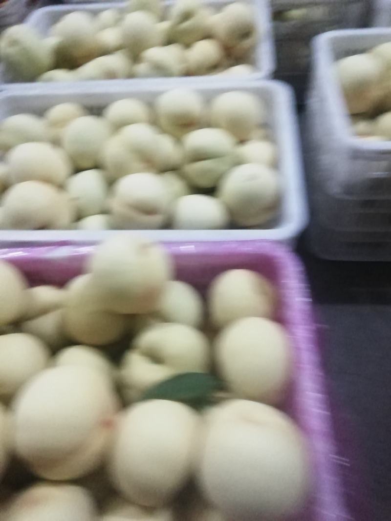 绿化九号白桃