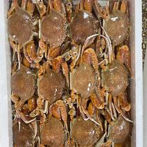 扁蟹肉蟹梭子蟹餐厅超市一件代发