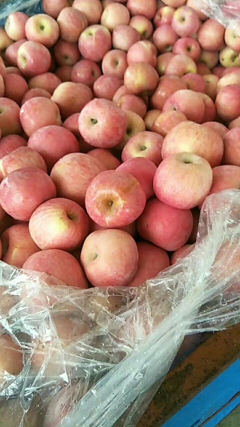 美八苹果红露苹果等品种多价格美丽一手货源