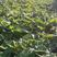 云木香新种子，保证质量，发芽率达百分之九十五，产地直销。