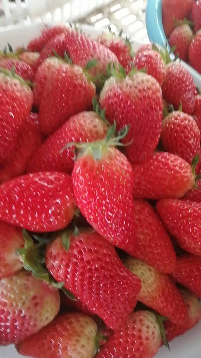 草莓甜宝草莓，色艳多汁肉厚，甜度高，硬度好，耐运输