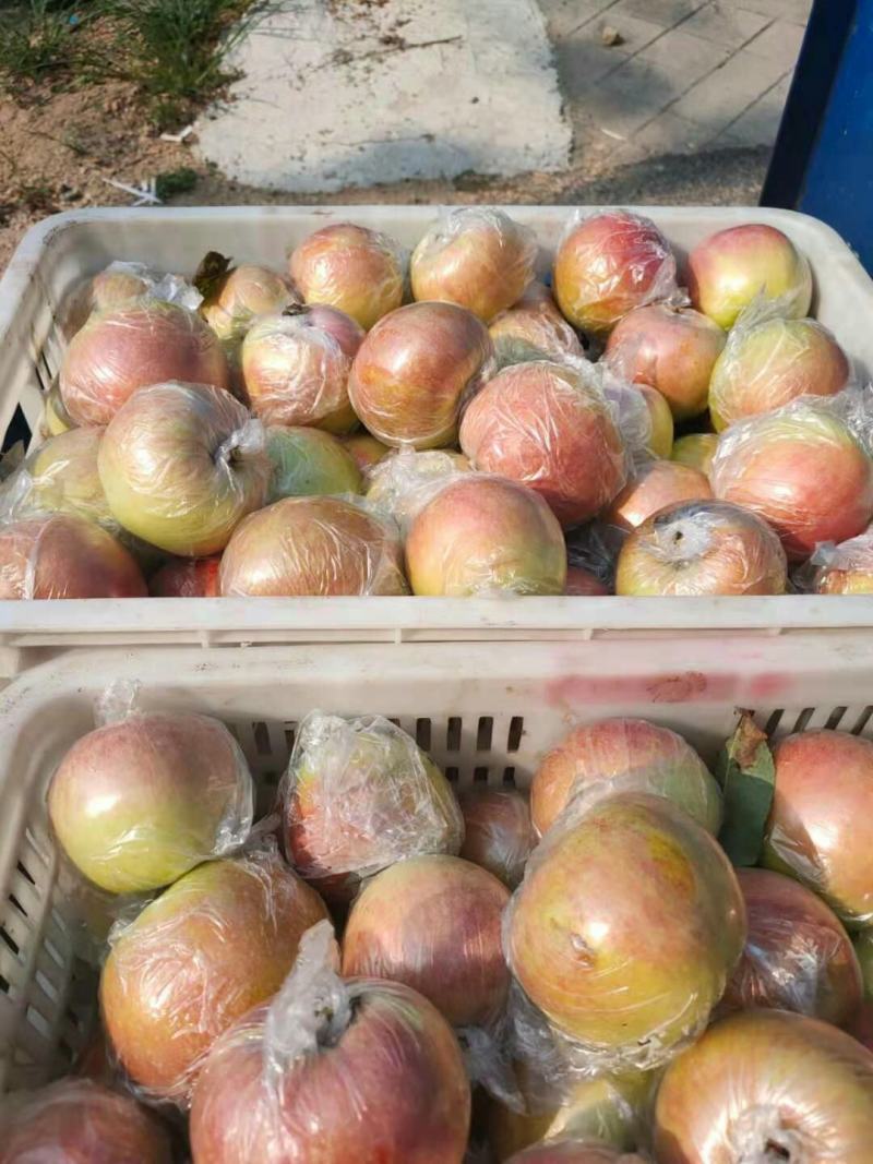 美八苹果红露苹果等品种多价格美丽一手货源