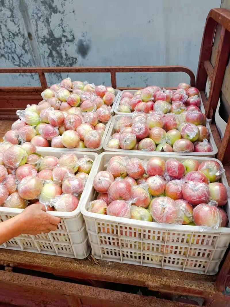 美八苹果红露苹果等品种多价格美丽一手货源