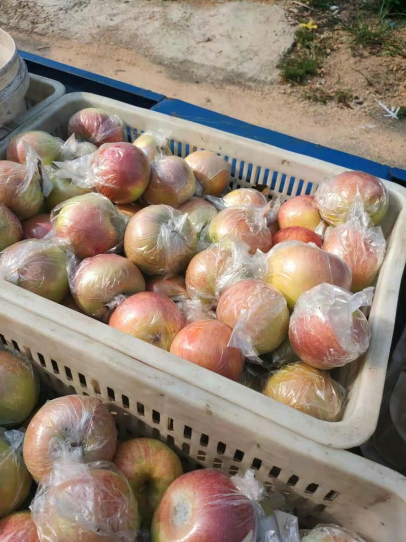 美八苹果红露苹果等品种多价格美丽一手货源