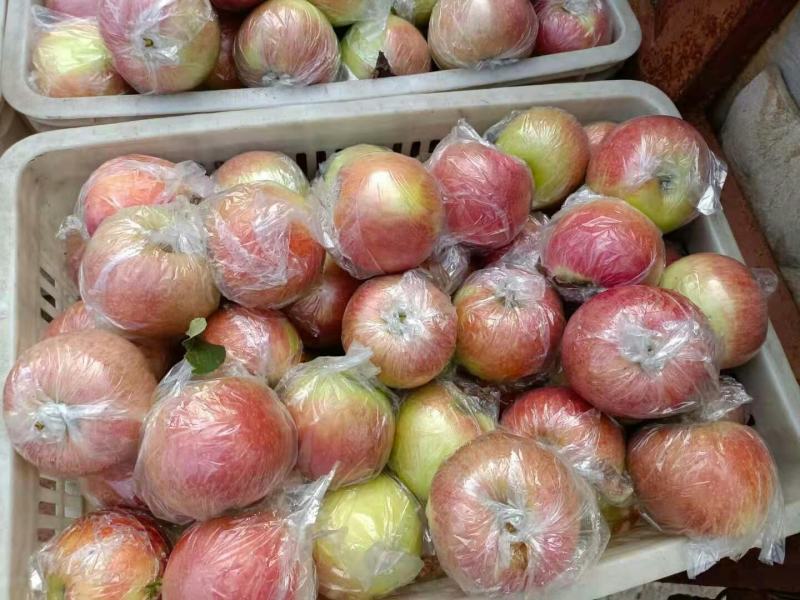 美八苹果红露苹果等品种多价格美丽一手货源