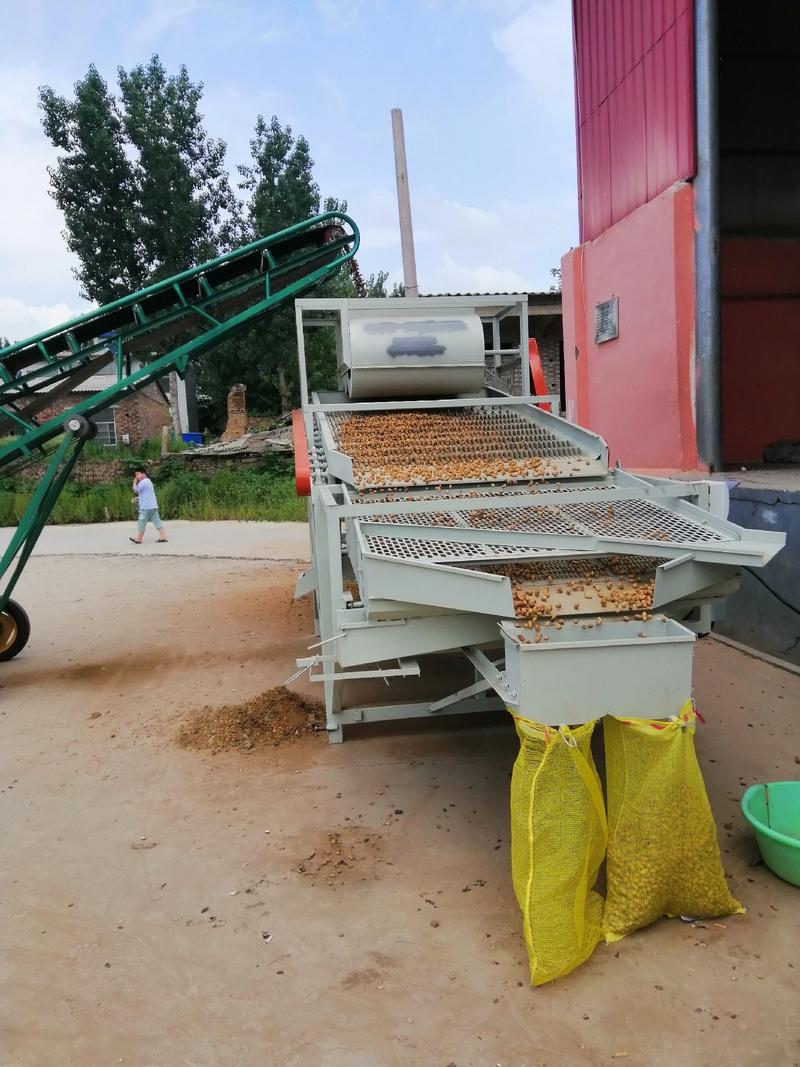 鲜花生，罗汉小花生。供应全国各大市场，商超