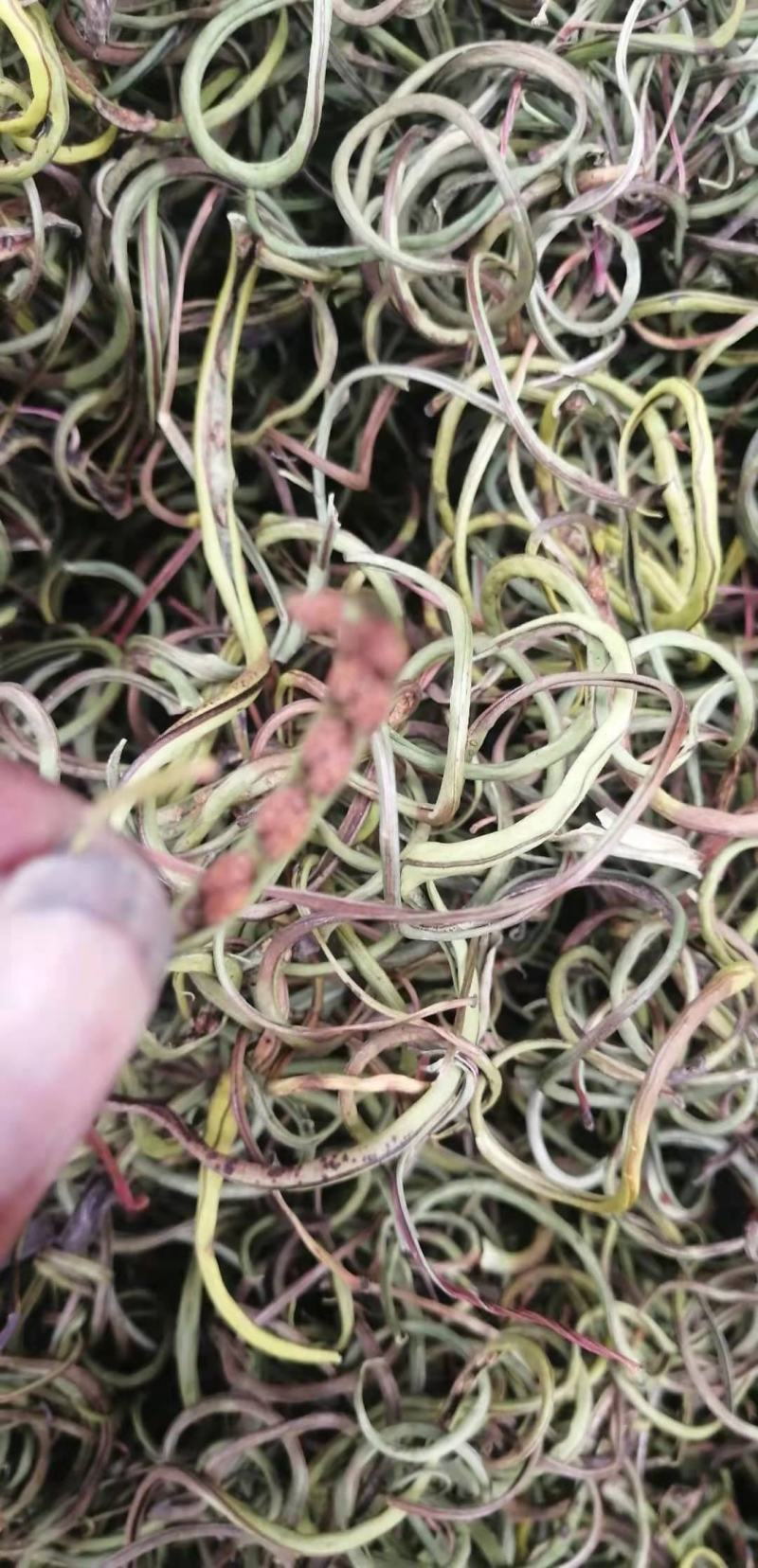 化石草云南化石草肾精茶产地批发