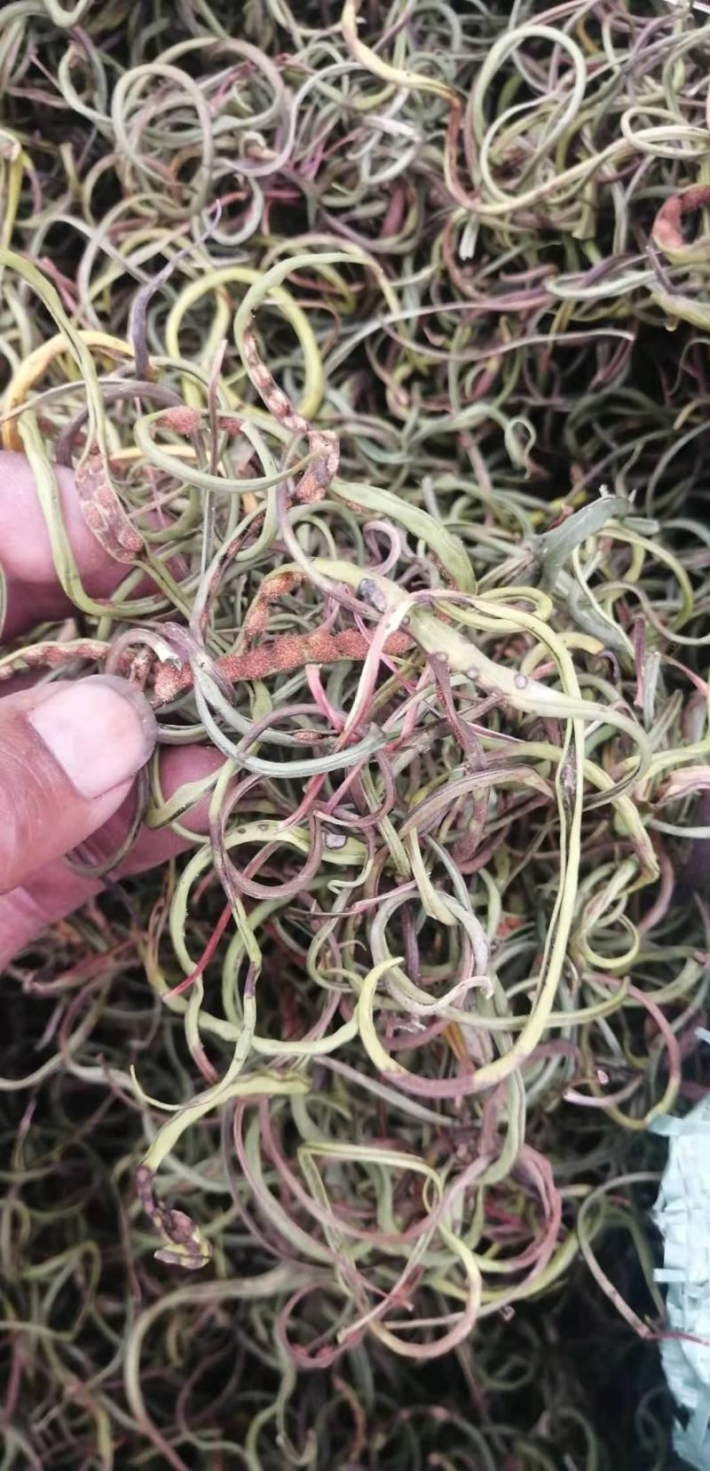 化石草云南化石草肾精茶产地批发