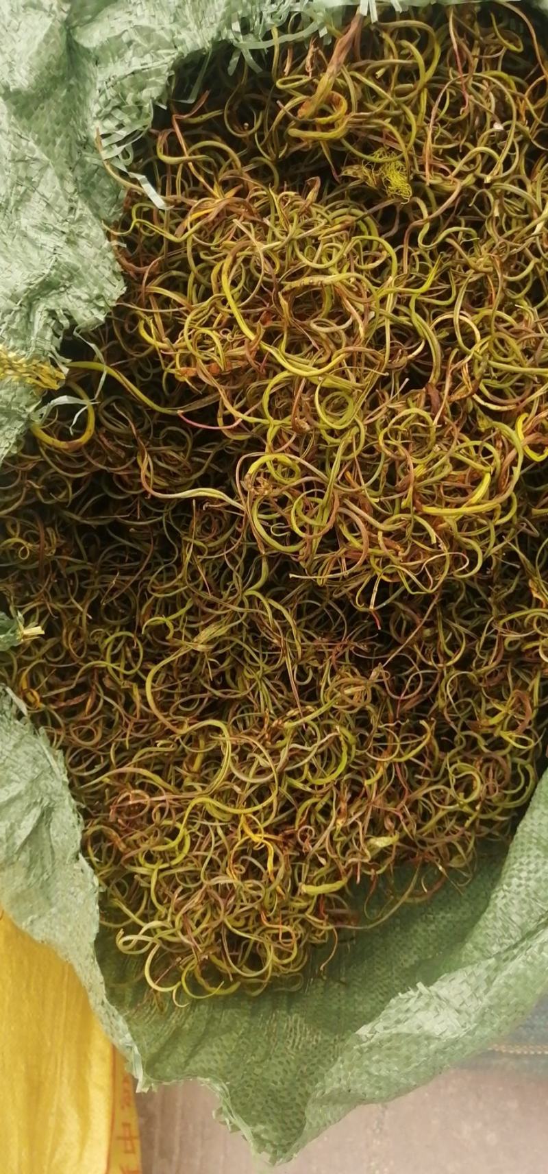 化石草云南化石草肾精茶产地批发