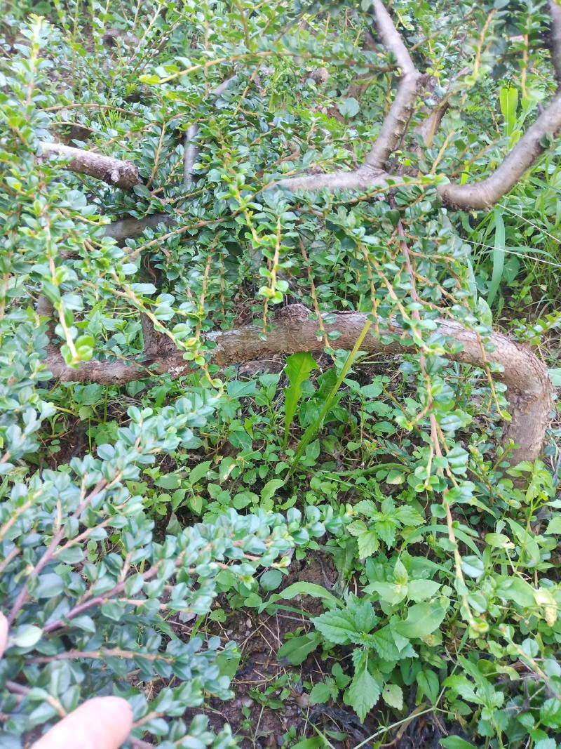 平枝栒子，铺地蜈蚣，小叶，红花，