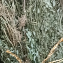 新货叶下珠（珍珠草）上市，干货