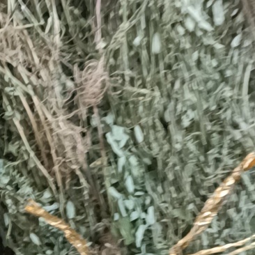 新货叶下珠（珍珠草）上市，干货