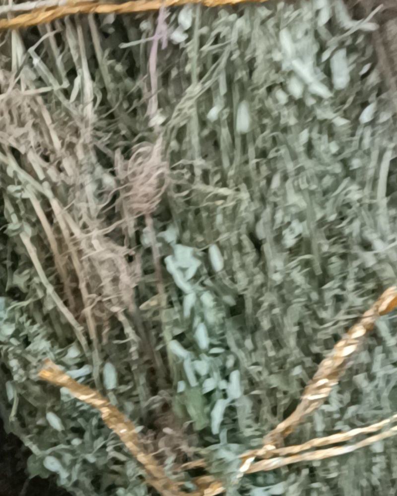 新货叶下珠（珍珠草）上市，干货