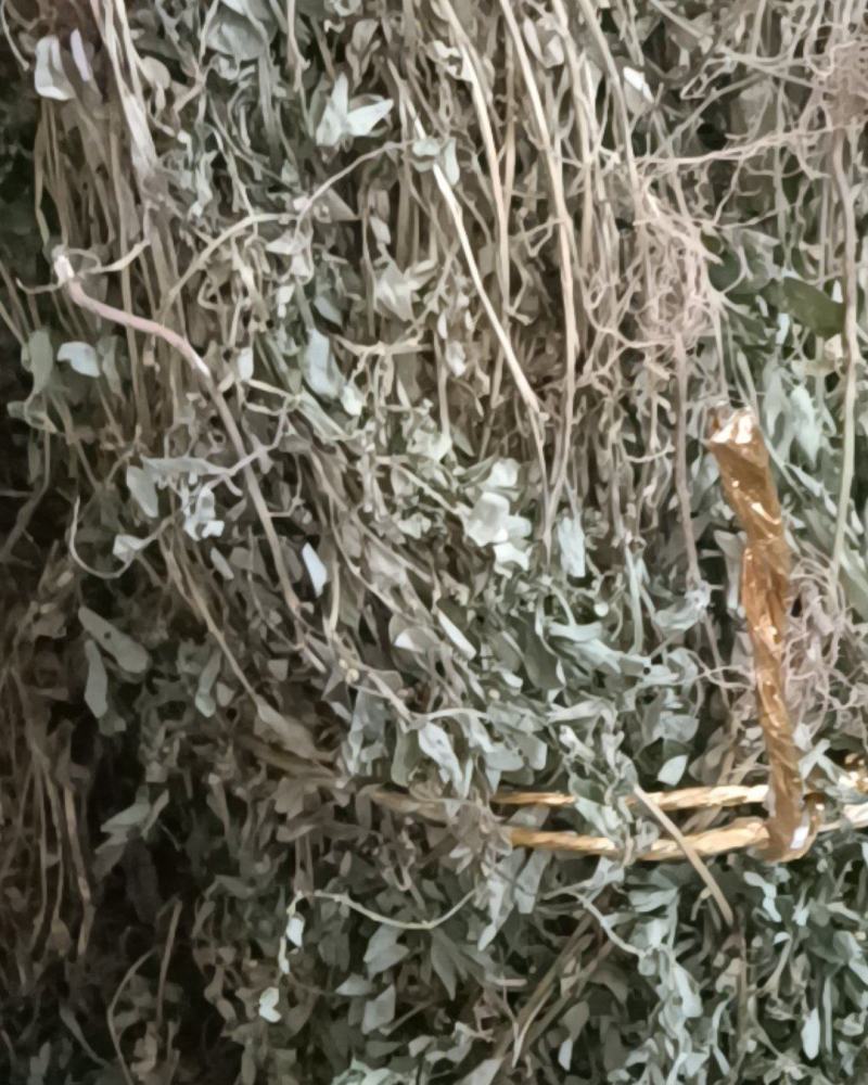 新货叶下珠（珍珠草）上市，干货