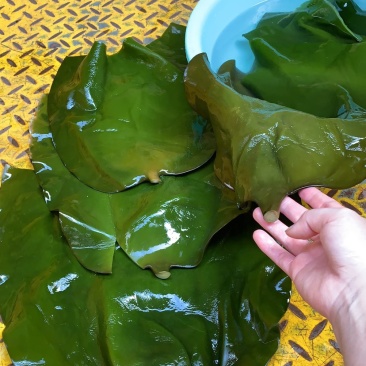 海带头全干半干盐啧海带头海带皮大量到货一手货源