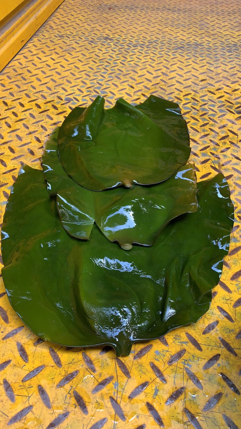 海带头全干半干盐啧海带头海带皮大量到货一手货源