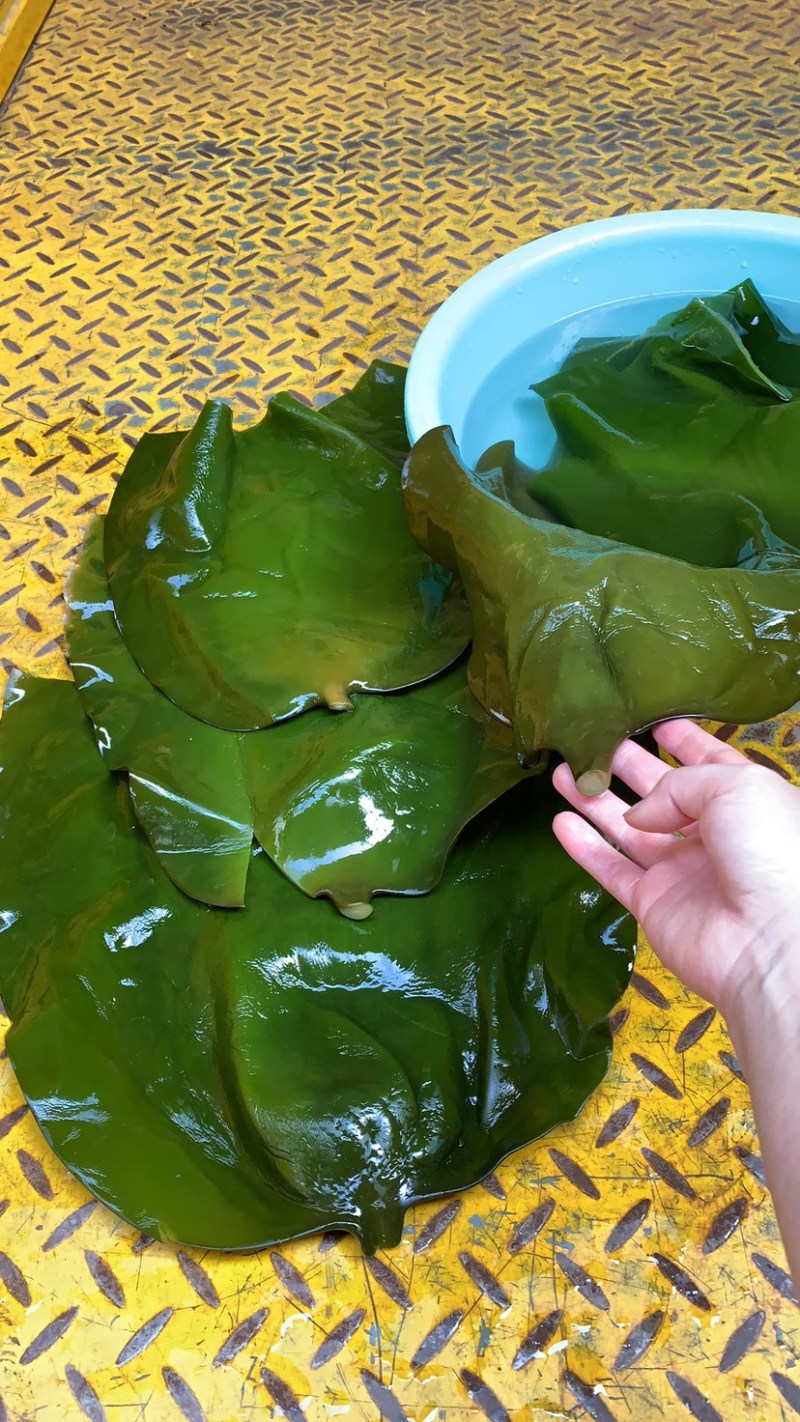 海带头全干半干盐啧海带头海带皮大量到货一手货源