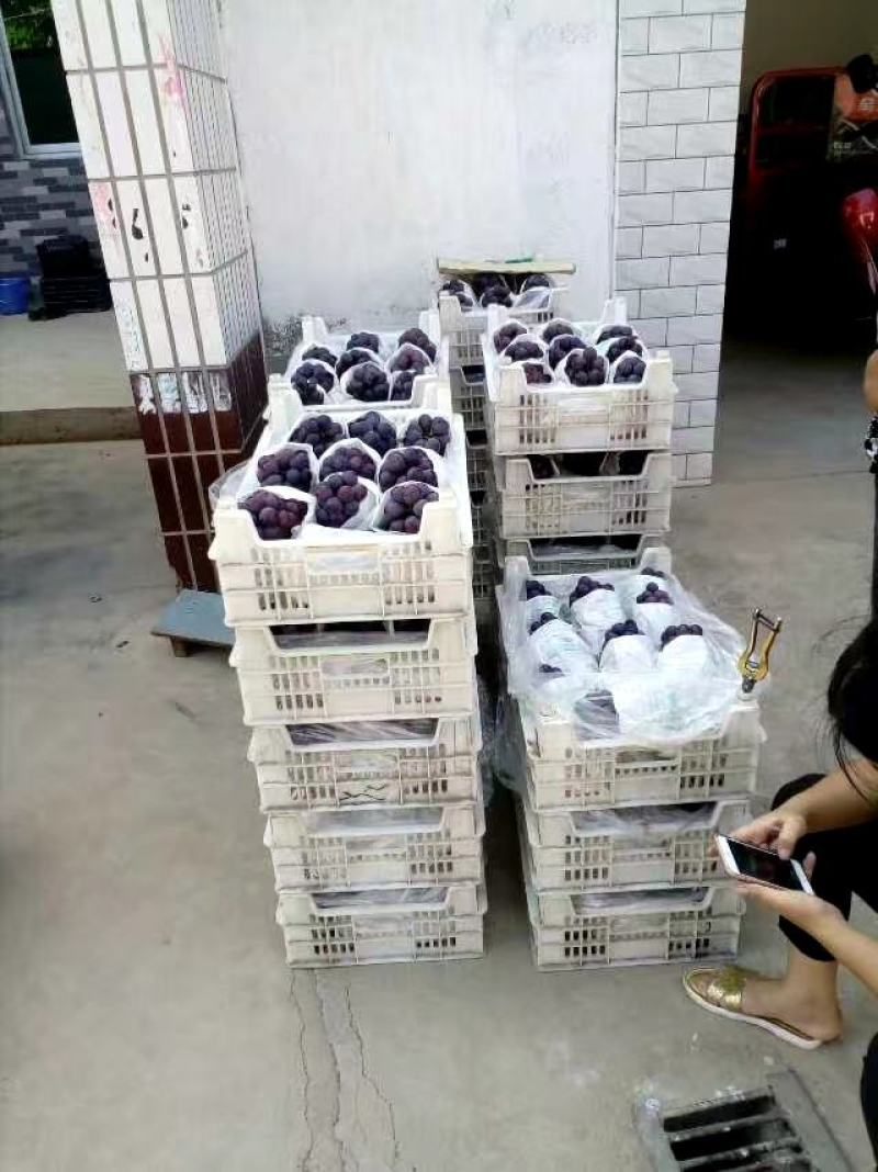 陕西宝鸡万亩葡萄基地开园了，欢迎新老朋友光临