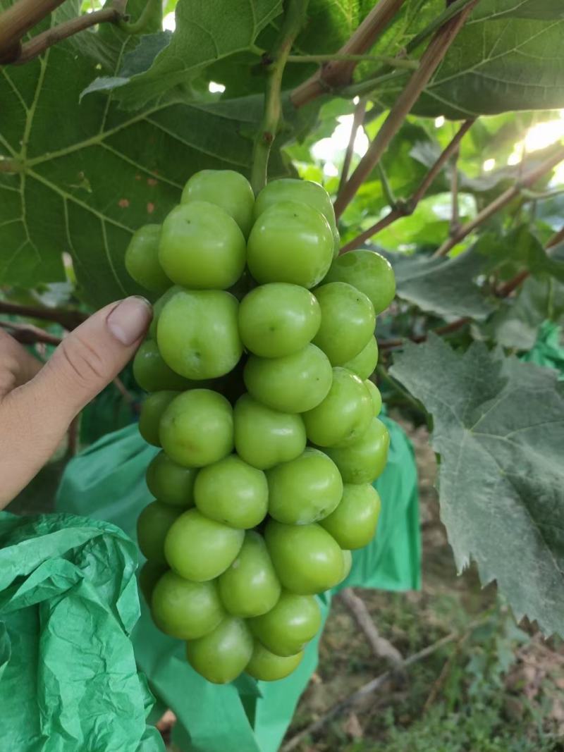 阳光玫瑰葡萄大棚阳光玫瑰