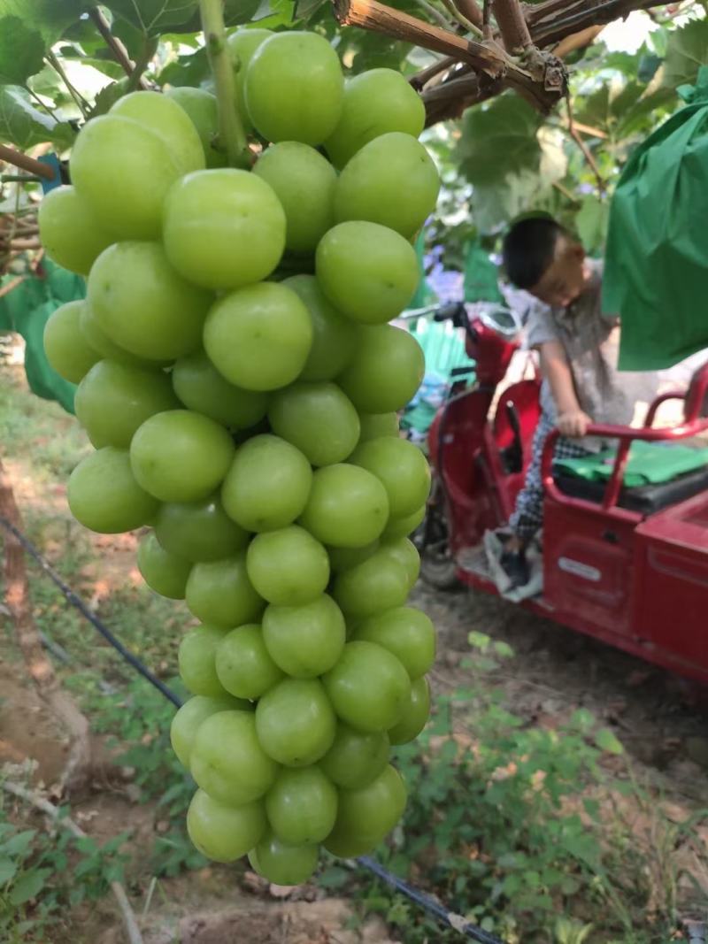 阳光玫瑰葡萄大棚阳光玫瑰