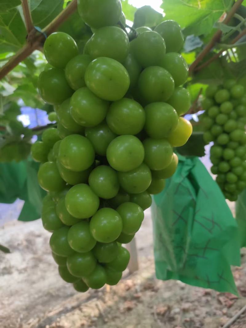 阳光玫瑰葡萄大棚阳光玫瑰
