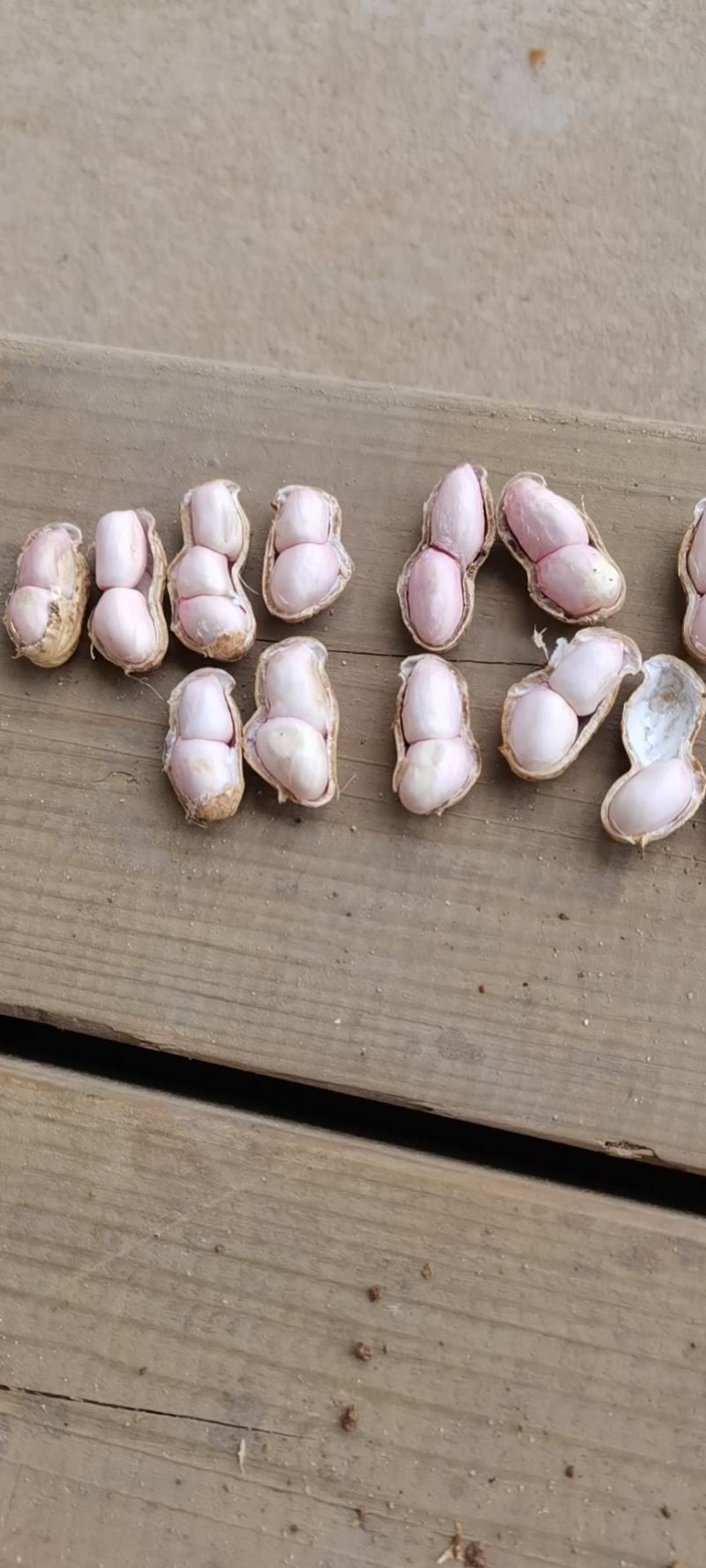 精品小白鲨产地直发价格美丽！