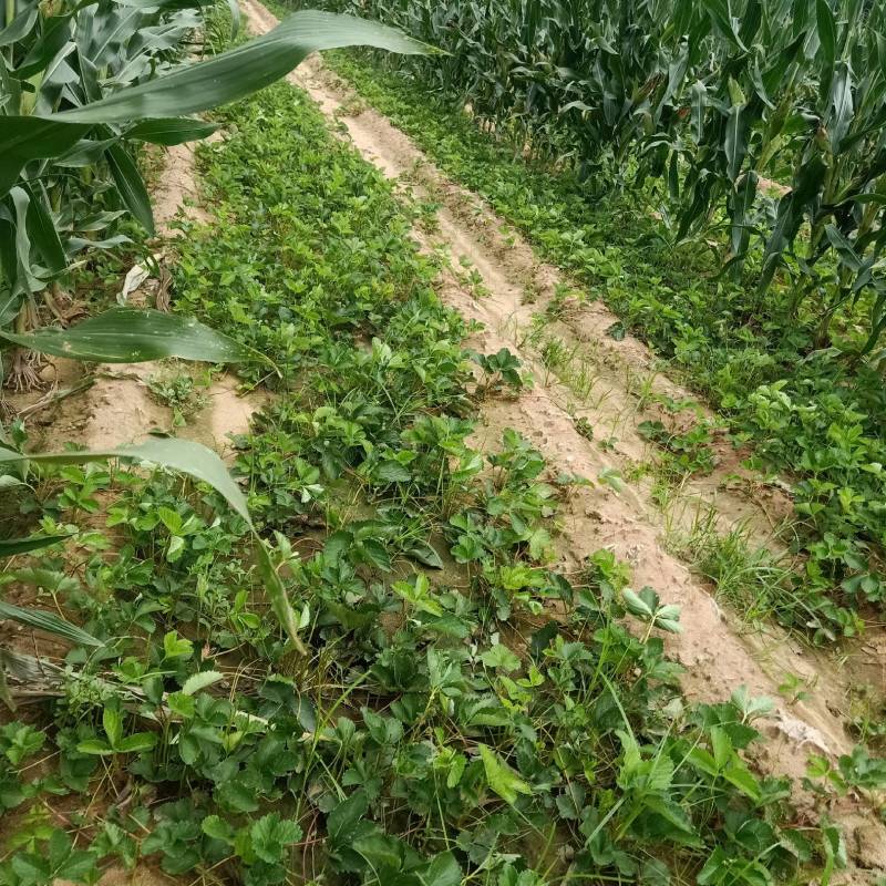 红颜草莓苗，草莓苗基地产地直发成活率高
