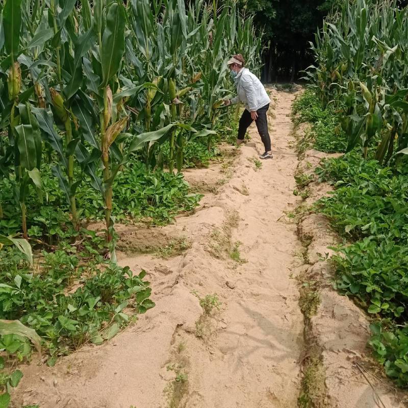 红颜草莓苗，草莓苗基地产地直发成活率高