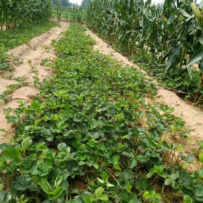 红颜草莓苗，草莓苗基地产地直发成活率高